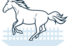 Offre: Recherche cheval lusitanien en 7e de pension