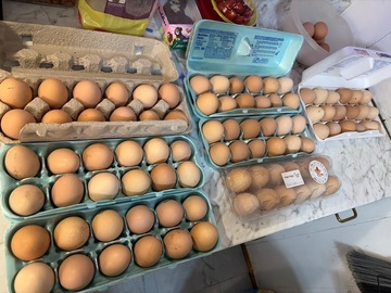 Selling with In-person Payment: Back yard chicken eggs