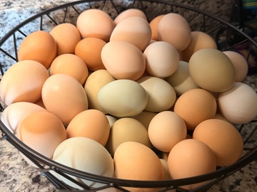 Selling with online payment: Free-range | Organically fed | Farm Fresh Eggs