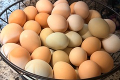 Selling with online payment: Free-range | Organically fed | Farm Fresh Eggs