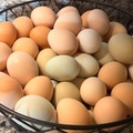 Selling with online payment: Free-range | Organically fed | Farm Fresh Eggs