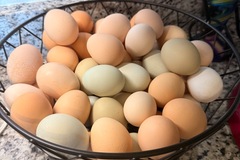 Selling with online payment: Free-range | Organically fed | Farm Fresh Eggs