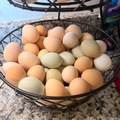 Selling with online payment: Free-range | Organically fed | Farm Fresh Eggs