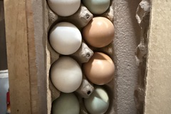 Selling with In-person Payment: Unwashed Fresh Farms Eggs