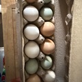 Selling with In-person Payment: Unwashed Fresh Farms Eggs