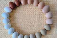 Selling with In-person Payment: Farm Fresh Eggs - Variety of Colors