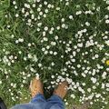 Offre: Entretien et aménagement de jardin 