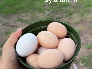 Selling with In-person Payment: Fresh Farm chicken eggs
