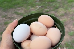 Selling with In-person Payment: Fresh Farm chicken eggs