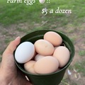 Selling with In-person Payment: Fresh Farm chicken eggs