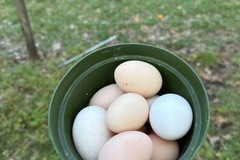 Selling with In-person Payment: Fresh Farm chicken eggs