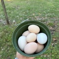 Selling with In-person Payment: Fresh Farm chicken eggs