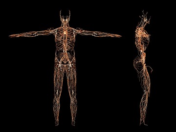 Wellness Session Single: Nervous System Regulation with Dr. Arthur