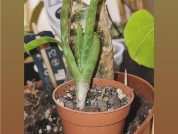 Vente:   Aloe Vera en pleine santé + rejets (facile à entretenir)