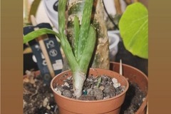 Vente:   Aloe Vera en pleine santé + rejets (facile à entretenir)