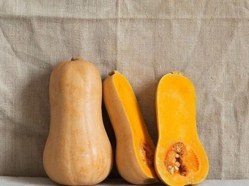 Vente: 6 plantules de courges