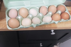 Selling with online payment: Variety fresh eggs 