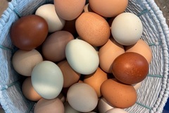 Selling with In-person Payment: Barbs Bumping Butt Nuggets 