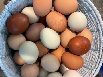 Selling with In-person Payment: Barbs Bumping Butt Nuggets 