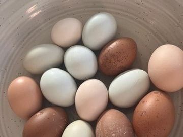 Selling with In-person Payment: Beautiful Fresh Eggs