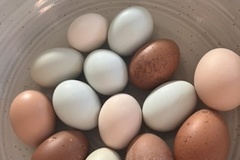Selling with In-person Payment: Beautiful Fresh Eggs
