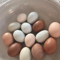 Selling with In-person Payment: Beautiful Fresh Eggs