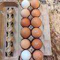 Selling with In-person Payment: Farm Eggs