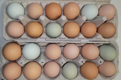 Selling with In-person Payment: Fresh Eggs - Lambertville, NJ