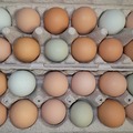 Selling with In-person Payment: Fresh Eggs - Lambertville, NJ