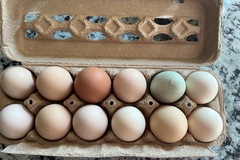 Selling with In-person Payment: Farm fresh eggs $4 a dozen