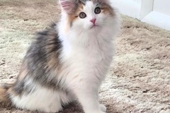   : Luna