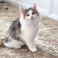   : Luna
