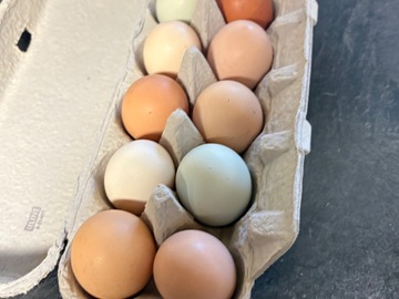 Selling with In-person Payment: Fresh farm eggs 
