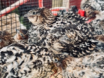 Selling with In-person Payment: Jumbo Coturnix Quail Eggs