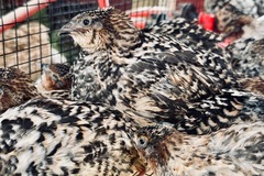 Selling with In-person Payment: Jumbo Coturnix Quail Eggs