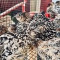 Selling with In-person Payment: Jumbo Coturnix Quail Eggs