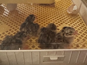 Selling with online payment: Hatching Guinea Eggs