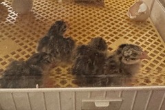 Selling with online payment: Hatching Guinea Eggs