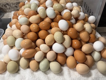 Selling with online payment: Farm Fresh Chicken Eggs