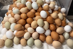 Selling with online payment: Farm Fresh Chicken Eggs