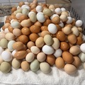 Selling with online payment: Farm Fresh Chicken Eggs
