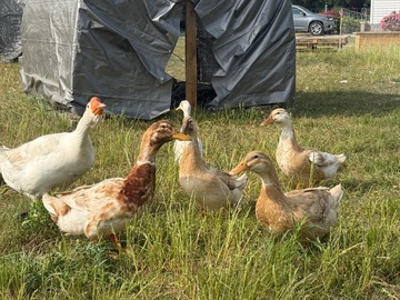 Selling with online payment: Farm Fresh Duck Eggs 