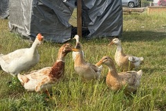 Selling with online payment: Farm Fresh Duck Eggs 