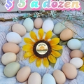 Selling with In-person Payment: Pasture Raised Farm Fresh Eggs 
