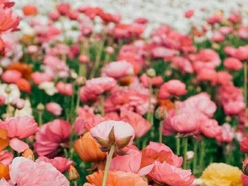 Selling: May Question of the Month; 'Let this grow or put a stop to it?'