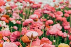 Selling: May Question of the Month; 'Let this grow or put a stop to it?'