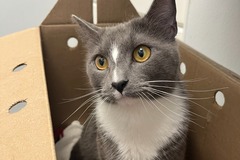   : Gray Cat