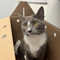   : Gray Cat
