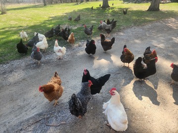 Selling with In-person Payment: $5/dozen, large quantities available 