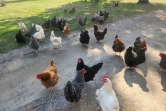 Selling with In-person Payment: $5/dozen, large quantities available 